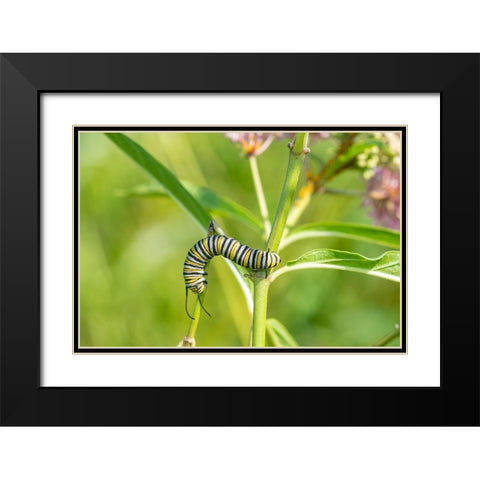 Monarch-Danaus plexippus-caterpillar on Swamp Milkweed-Asclepias incarnata-Marion County-Illinois Black Modern Wood Framed Art Print with Double Matting by Day, Richard and Susan