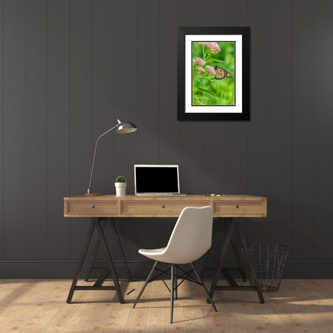 Monarch-Danaus plexippus-on Swamp Milkweed-Asclepias incarnata-Marion County-Illinois Black Modern Wood Framed Art Print with Double Matting by Day, Richard and Susan
