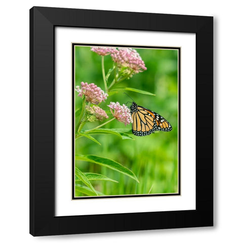 Monarch-Danaus plexippus-on Swamp Milkweed-Asclepias incarnata-Marion County-Illinois Black Modern Wood Framed Art Print with Double Matting by Day, Richard and Susan