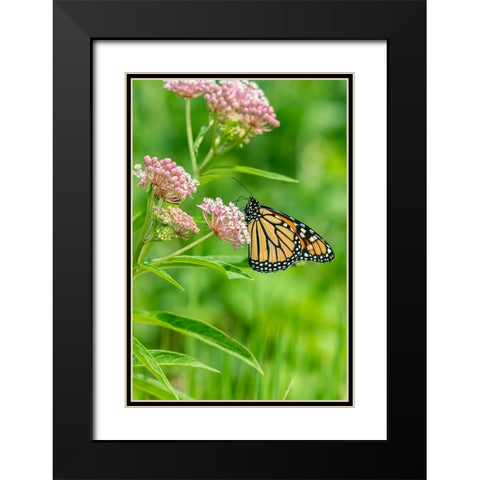 Monarch-Danaus plexippus-on Swamp Milkweed-Asclepias incarnata-Marion County-Illinois Black Modern Wood Framed Art Print with Double Matting by Day, Richard and Susan