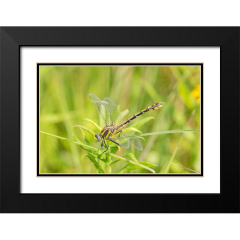 Plains Clubtail-Gomphus externus-Lawrence County-Illinois Black Modern Wood Framed Art Print with Double Matting by Day, Richard and Susan