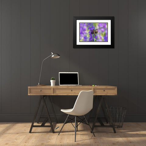 Widow Skimmer-Libellula luctosa-female on Larkspur-Delphinium sp-Marion County-Illinois Black Modern Wood Framed Art Print with Double Matting by Day, Richard and Susan