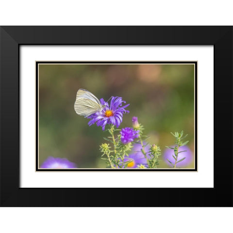 Cabbage white on Frikarts Aster Black Modern Wood Framed Art Print with Double Matting by Day, Richard and Susan