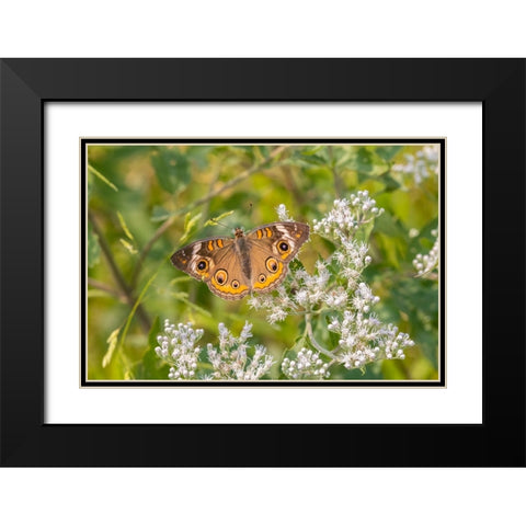 Common Buckeye on Common Boneset Black Modern Wood Framed Art Print with Double Matting by Day, Richard and Susan