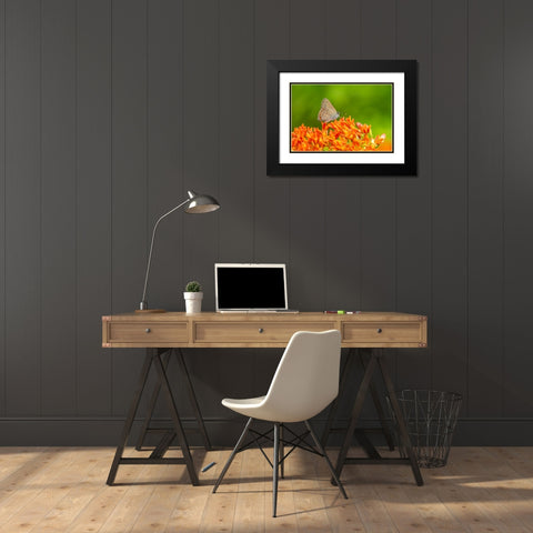 Coral Hairstreak on butterfly milkweed Black Modern Wood Framed Art Print with Double Matting by Day, Richard and Susan