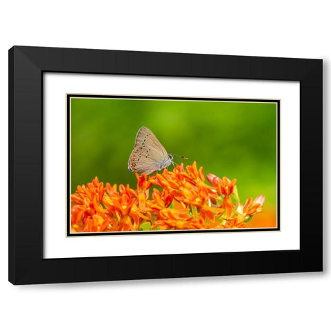 Coral Hairstreak on butterfly milkweed Black Modern Wood Framed Art Print with Double Matting by Day, Richard and Susan