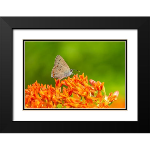 Coral Hairstreak on butterfly milkweed Black Modern Wood Framed Art Print with Double Matting by Day, Richard and Susan