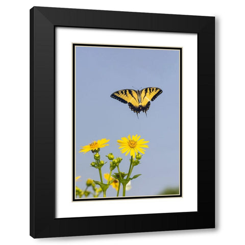 Eastern Tiger swallowtail flying from Cup plant Black Modern Wood Framed Art Print with Double Matting by Day, Richard and Susan