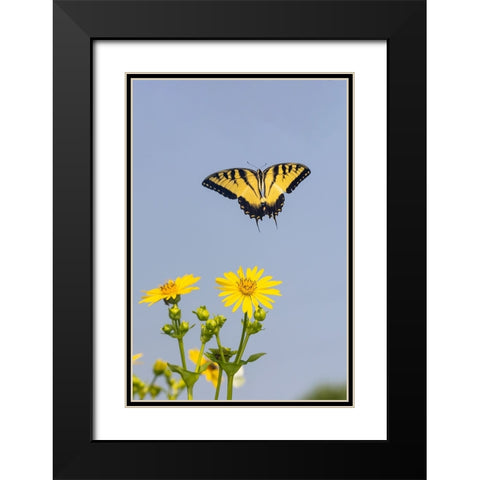Eastern Tiger swallowtail flying from Cup plant Black Modern Wood Framed Art Print with Double Matting by Day, Richard and Susan