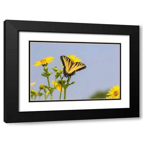Eastern Tiger swallowtail on Cup plant Black Modern Wood Framed Art Print with Double Matting by Day, Richard and Susan