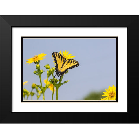 Eastern Tiger swallowtail on Cup plant Black Modern Wood Framed Art Print with Double Matting by Day, Richard and Susan