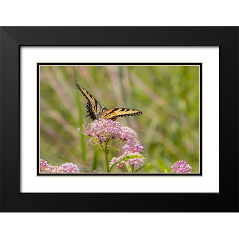 Eastern Tiger swallowtail on swamp milkweed Black Modern Wood Framed Art Print with Double Matting by Day, Richard and Susan