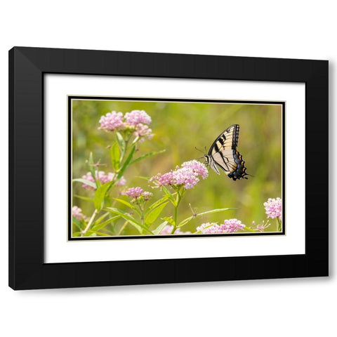 Eastern Tiger swallowtail on swamp milkweed Black Modern Wood Framed Art Print with Double Matting by Day, Richard and Susan