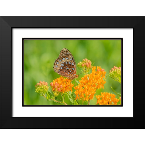 Great Spangled Fritillary on butterfly milkweed Black Modern Wood Framed Art Print with Double Matting by Day, Richard and Susan