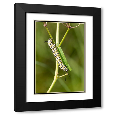 Monarch caterpillar on swamp milkweed Black Modern Wood Framed Art Print with Double Matting by Day, Richard and Susan