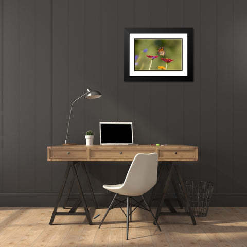 Monarch flying Black Modern Wood Framed Art Print with Double Matting by Day, Richard and Susan