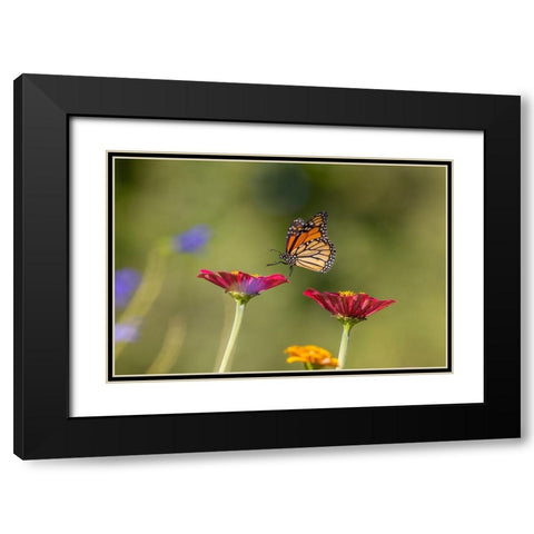 Monarch flying Black Modern Wood Framed Art Print with Double Matting by Day, Richard and Susan