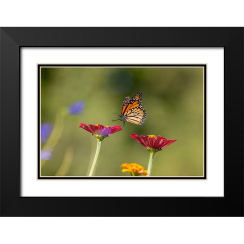 Monarch flying Black Modern Wood Framed Art Print with Double Matting by Day, Richard and Susan