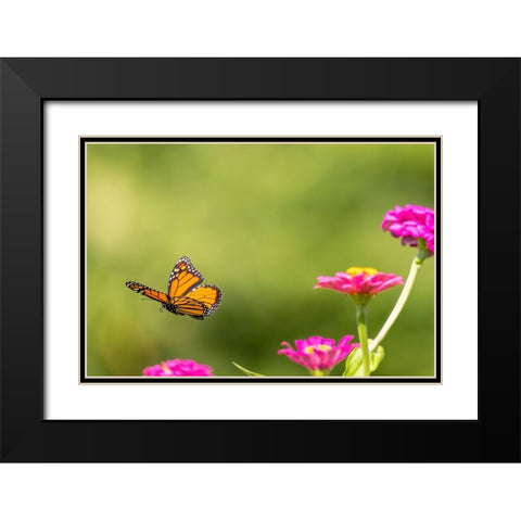 Monarch flying Black Modern Wood Framed Art Print with Double Matting by Day, Richard and Susan