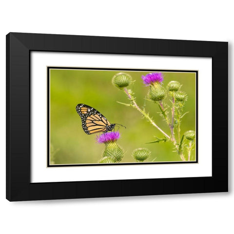 Monarch on Bull thistle Black Modern Wood Framed Art Print with Double Matting by Day, Richard and Susan