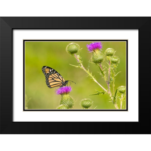 Monarch on Bull thistle Black Modern Wood Framed Art Print with Double Matting by Day, Richard and Susan