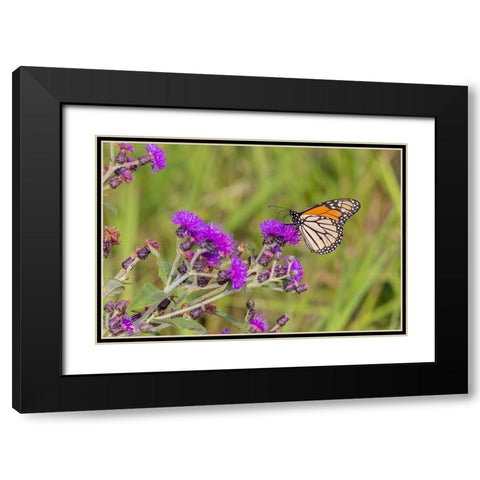 Monarch on Missouri Ironweed Black Modern Wood Framed Art Print with Double Matting by Day, Richard and Susan