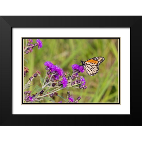 Monarch on Missouri Ironweed Black Modern Wood Framed Art Print with Double Matting by Day, Richard and Susan