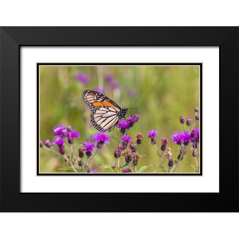 Monarch on Missouri Ironweed Black Modern Wood Framed Art Print with Double Matting by Day, Richard and Susan