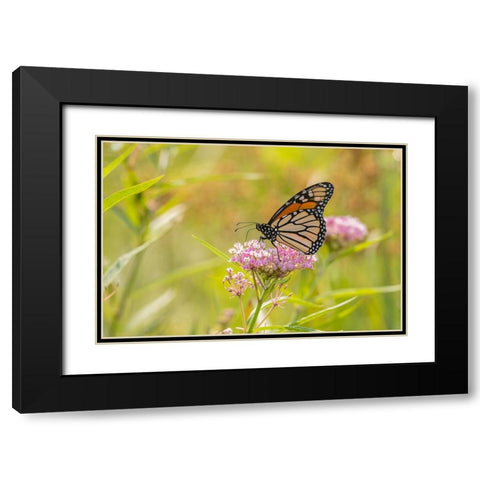 Monarch on swamp milkweed Black Modern Wood Framed Art Print with Double Matting by Day, Richard and Susan