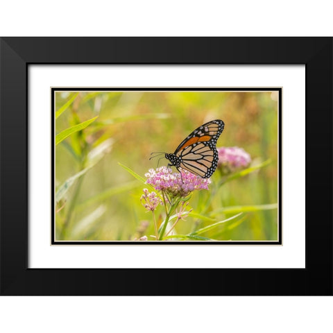 Monarch on swamp milkweed Black Modern Wood Framed Art Print with Double Matting by Day, Richard and Susan