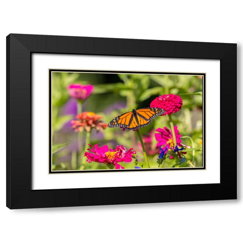 Monarch on zinnia Black Modern Wood Framed Art Print with Double Matting by Day, Richard and Susan