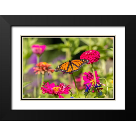 Monarch on zinnia Black Modern Wood Framed Art Print with Double Matting by Day, Richard and Susan