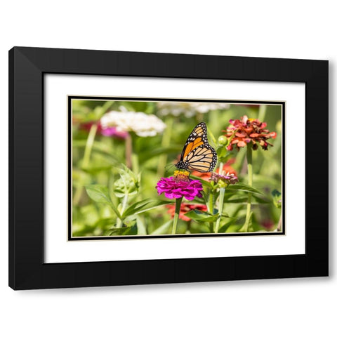 Monarch on zinnia Black Modern Wood Framed Art Print with Double Matting by Day, Richard and Susan