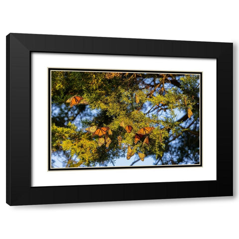 Monarchs gathering to roost in Cedar tree during migration south Black Modern Wood Framed Art Print with Double Matting by Day, Richard and Susan