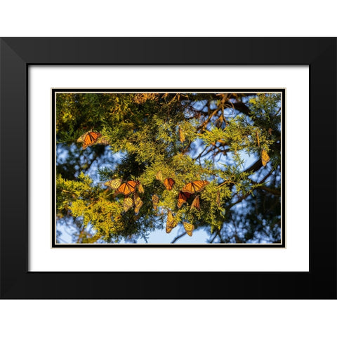 Monarchs gathering to roost in Cedar tree during migration south Black Modern Wood Framed Art Print with Double Matting by Day, Richard and Susan