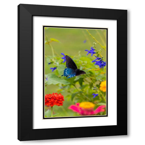 Pipevine swallowtail flying Black Modern Wood Framed Art Print with Double Matting by Day, Richard and Susan