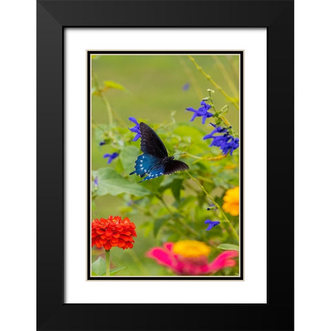 Pipevine swallowtail flying Black Modern Wood Framed Art Print with Double Matting by Day, Richard and Susan