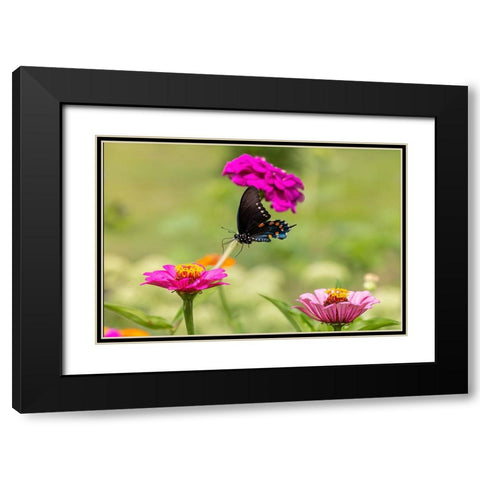 Pipevine swallowtail flying Black Modern Wood Framed Art Print with Double Matting by Day, Richard and Susan