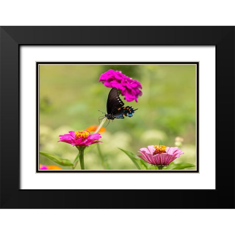 Pipevine swallowtail flying Black Modern Wood Framed Art Print with Double Matting by Day, Richard and Susan
