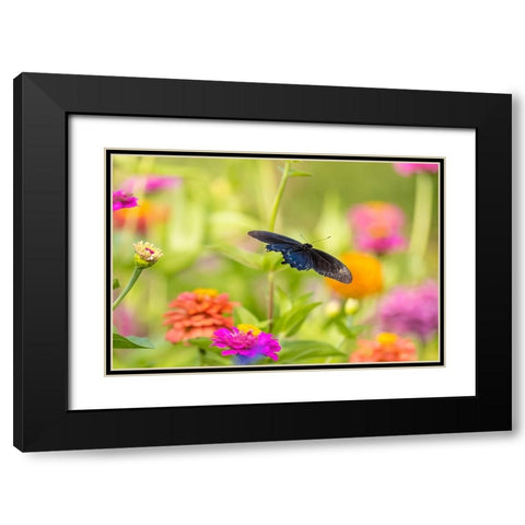 Pipevine swallowtail male flying over zinnia Black Modern Wood Framed Art Print with Double Matting by Day, Richard and Susan
