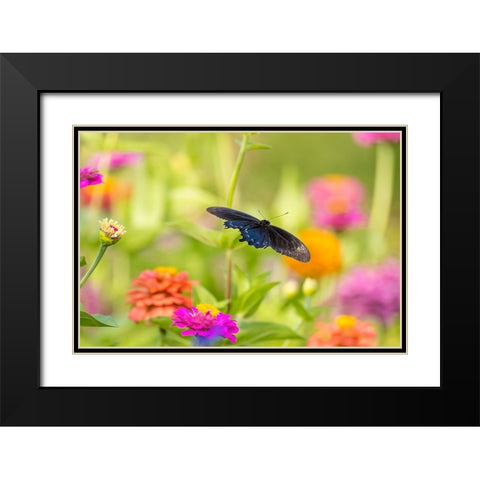 Pipevine swallowtail male flying over zinnia Black Modern Wood Framed Art Print with Double Matting by Day, Richard and Susan