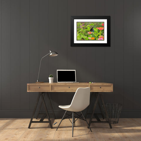 Pipevine swallowtail on zinnia Black Modern Wood Framed Art Print with Double Matting by Day, Richard and Susan