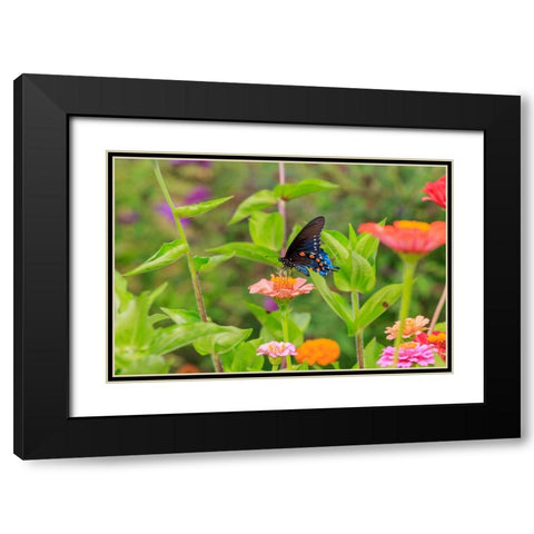Pipevine swallowtail on zinnia Black Modern Wood Framed Art Print with Double Matting by Day, Richard and Susan