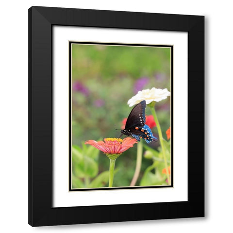 Pipevine swallowtail on zinnia Black Modern Wood Framed Art Print with Double Matting by Day, Richard and Susan