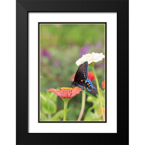 Pipevine swallowtail on zinnia Black Modern Wood Framed Art Print with Double Matting by Day, Richard and Susan
