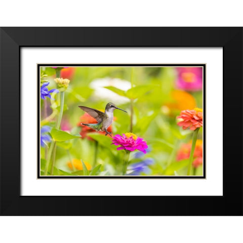 Ruby-throated hummingbird Black Modern Wood Framed Art Print with Double Matting by Day, Richard and Susan