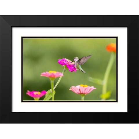Ruby-throated hummingbird Black Modern Wood Framed Art Print with Double Matting by Day, Richard and Susan
