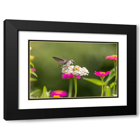 Ruby-throated hummingbird Black Modern Wood Framed Art Print with Double Matting by Day, Richard and Susan