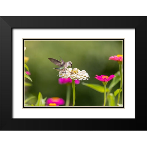Ruby-throated hummingbird Black Modern Wood Framed Art Print with Double Matting by Day, Richard and Susan
