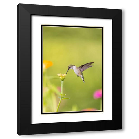 Ruby-throated hummingbird Black Modern Wood Framed Art Print with Double Matting by Day, Richard and Susan